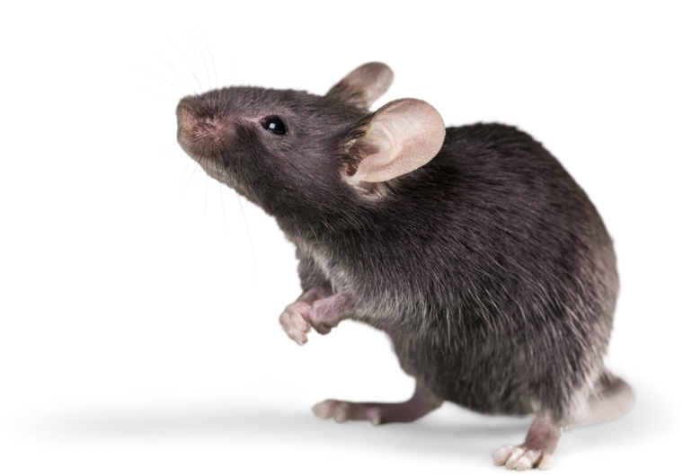 Cutout of a Mouse