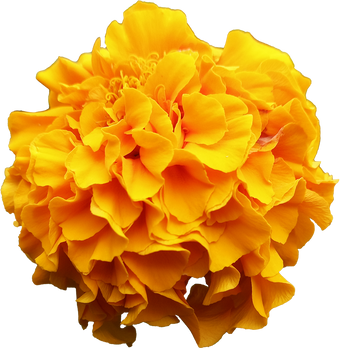 Big Yellow Flower