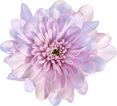 purple flower