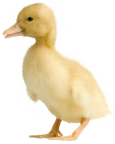 Duckling, Four Days