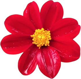 Red and Yellow Realistic Single Dahlia Flower