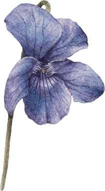 Sweet Violet Flower 