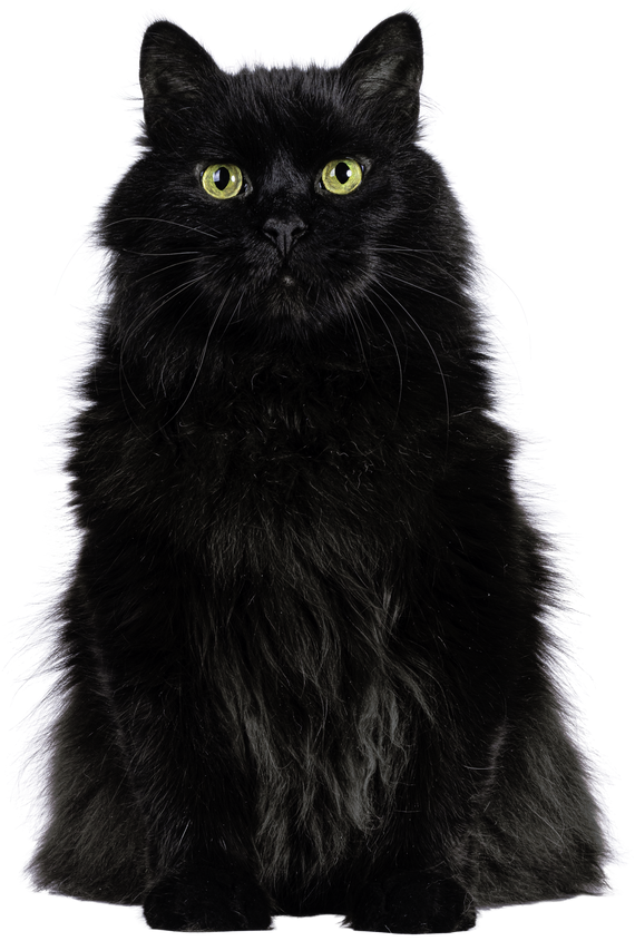 Black Siberian Cat on Transparent Background